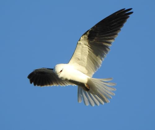 Black-shouldered Kite reference