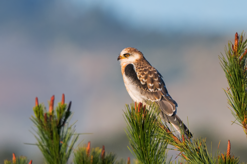 White-tailed Kite reference