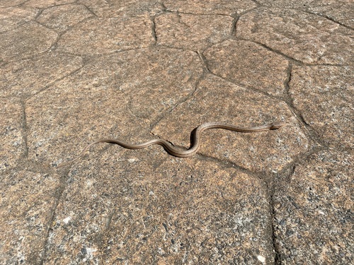 Dumeril's Ratsnake reference