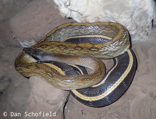 Beauty Ratsnake reference
