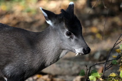 Tufted Deer reference