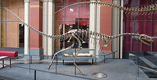 Elaphrosaurus reference
