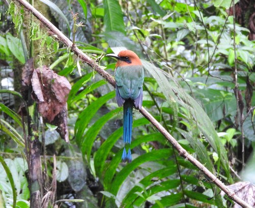 Broad-billed Motmot reference