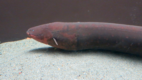 Vari's Electric Eel reference