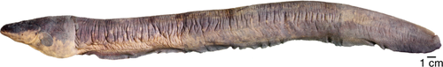 Volta's Electric Eel reference
