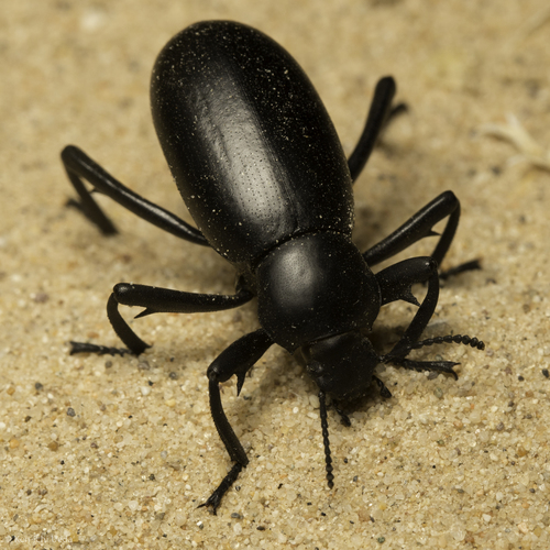 Armed Darkling Beetle reference