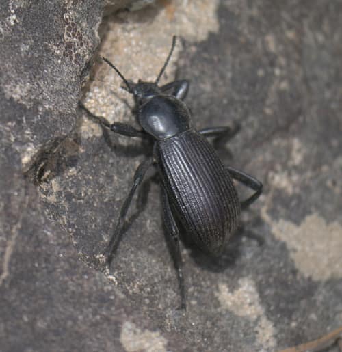 Obscure Darkling Beetle reference
