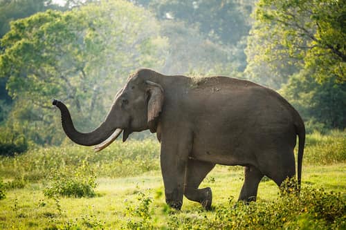 Sri Lankan Elephant reference