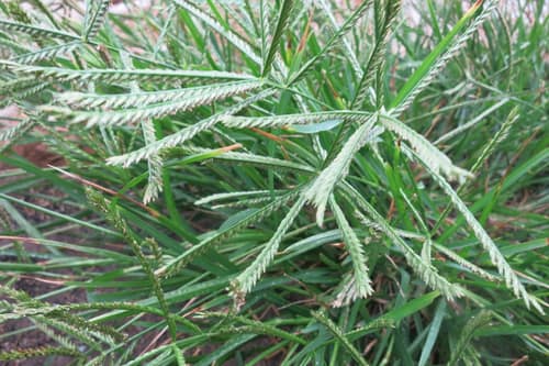 Finger Millet reference