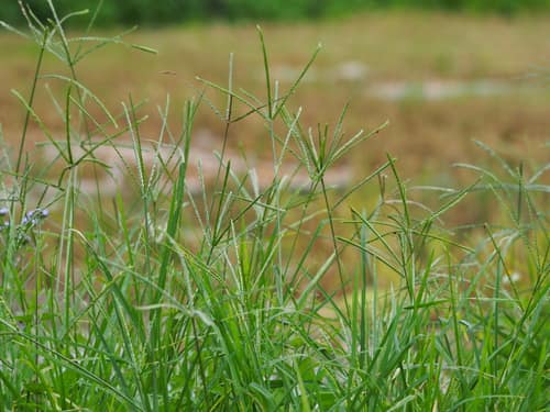 Indian Goosegrass reference