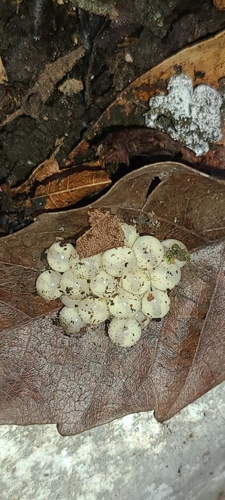 Puerto Rican Coqui reference