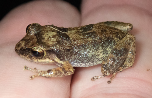 Whistling Frog reference