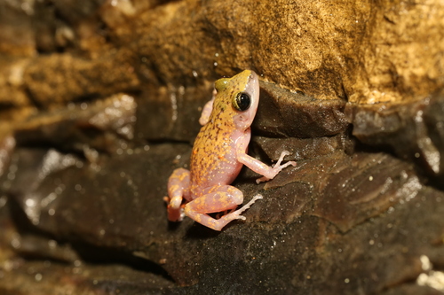 Cliff Chirping Frog reference
