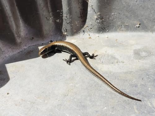 Northern Alligator Lizard reference