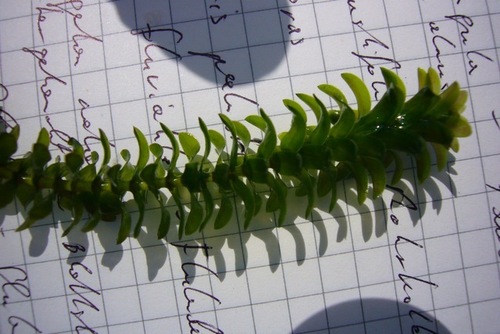 Canadian Waterweed reference