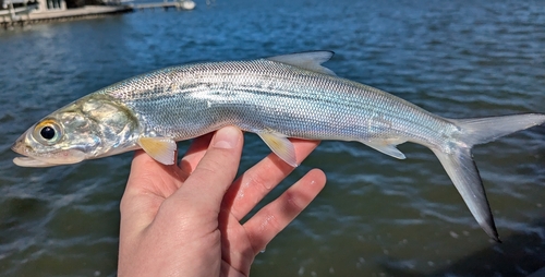 Ladyfish reference