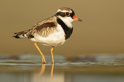 Black-fronted Dotterel reference