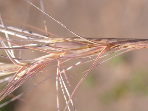 Squirreltail Grass reference