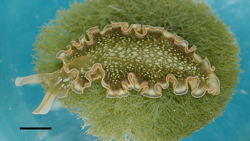 Elysia Sea Slug reference