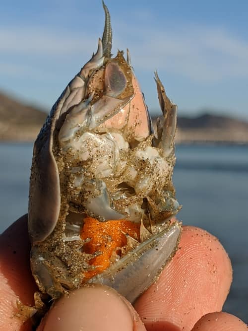 Pacific Mole Crab reference