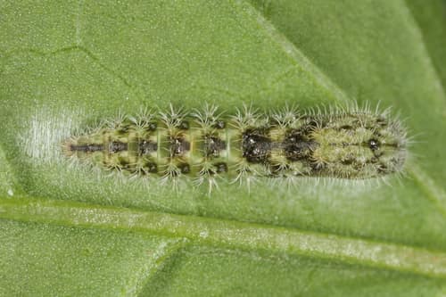 Morning-glory Plume Moth reference