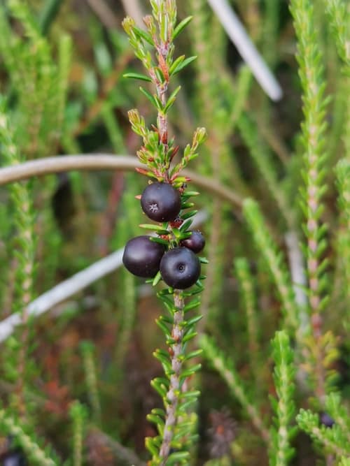 Red Crowberry reference