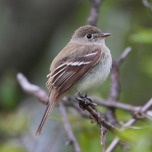 Least Flycatcher reference
