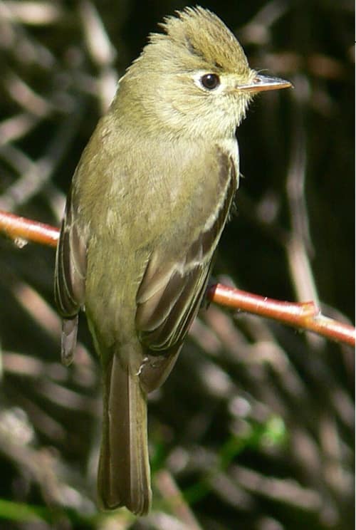 Cordilleran Flycatcher reference