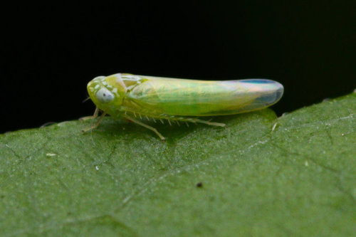 Potato Leafhopper reference