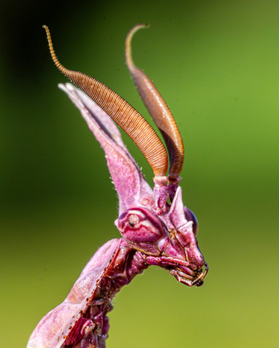 Conehead Mantis reference