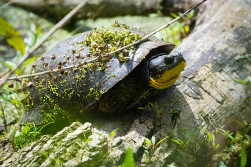 Blanding's Turtle reference