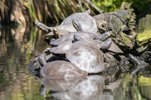 Murray River Turtle reference