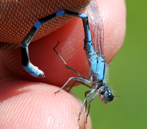 Tule Bluet reference