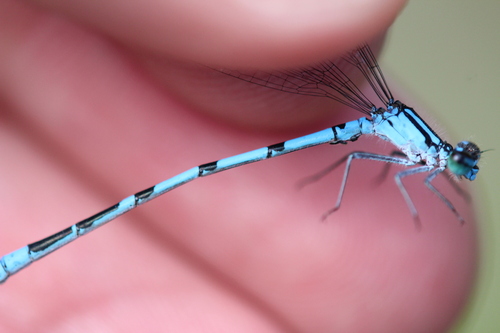 Marsh Bluet reference