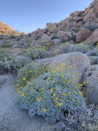 Desert Brittlebush reference