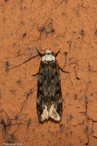 White-shouldered House Moth reference