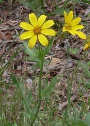 Engelmann's Daisy reference