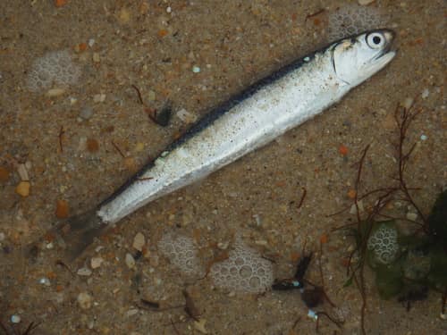 European Anchovy reference