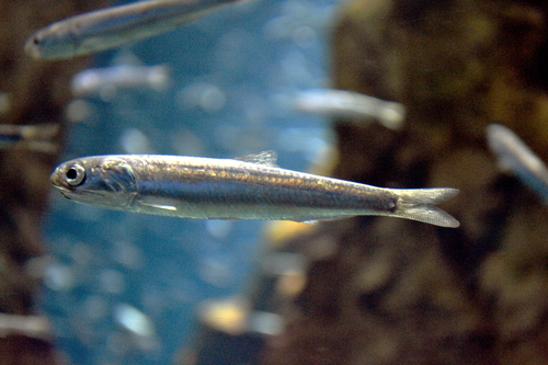 Japanese Anchovy reference