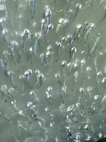 Northern Anchovy reference