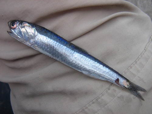 Peruvian Anchoveta reference