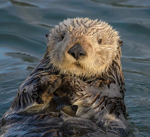 Sea Otter reference