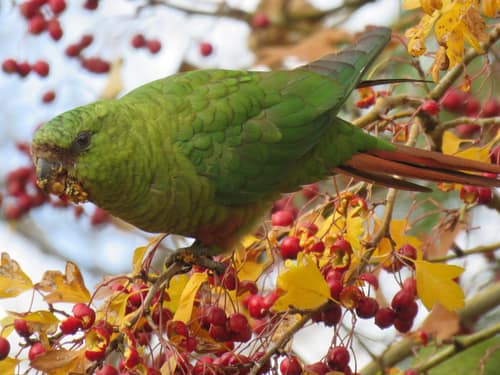 Austral Parakeet reference