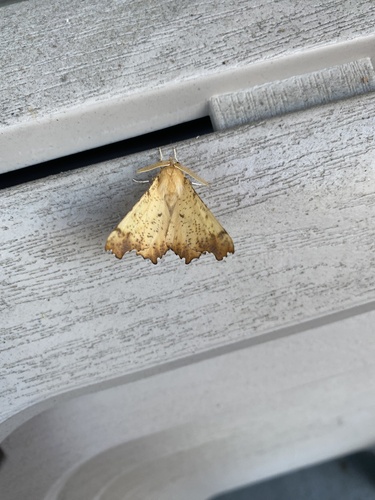 Maple Spanworm Moth reference