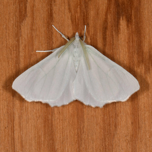 Snow-White Linden Moth reference