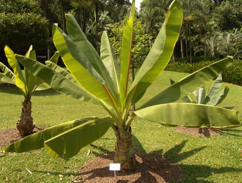 Abyssinian Banana reference