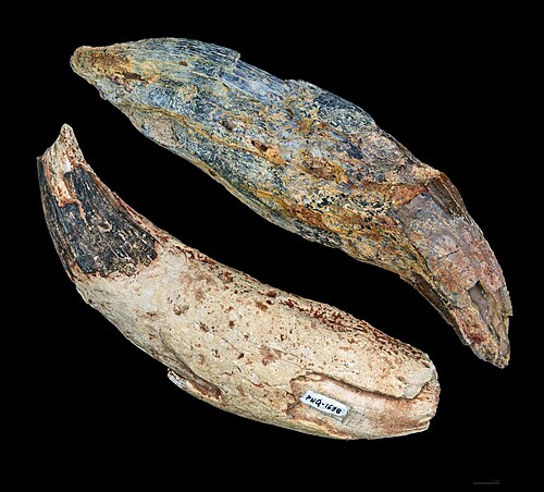 European Entelodont reference