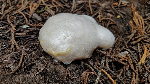 False Puffball reference