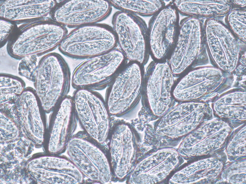 Human Pinworm reference
