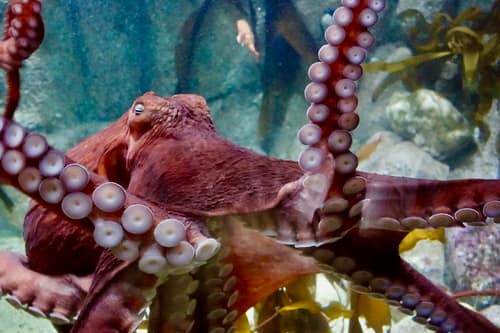 Giant Pacific Octopus reference